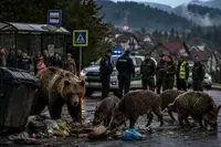 AI Pulse Perspective: De ce par autoritățile depășite de urși și mistreți