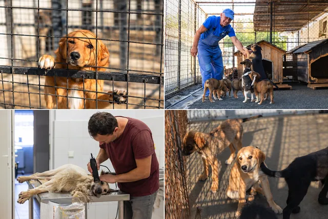 Cluj-Napoca: 289 de câini adoptați până la 15 octombrie 2026